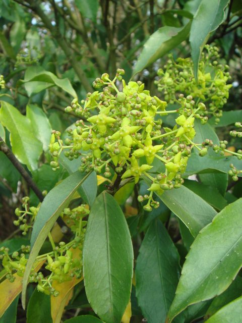 Euonymus myrianthus fleur P2B P2D (2)